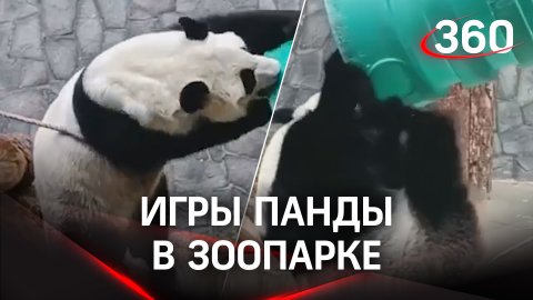 Медвежьи игры панды из Московского зоопарка: эквилибр и сальто на зубах – видео