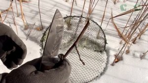 Ловушка для певчих птиц (Лучок) от СУАС