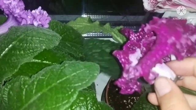 Обзор Стрептокарпусов на подоконнике. Часть 2.