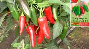 Новинка сладких перцев на сезон 2021. Гибрид перца Эксклюзив.