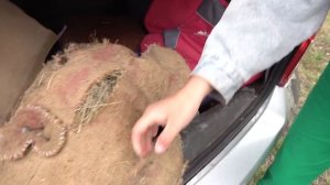 Кукла Вуду в реальной жизни ПРЕСЛЕДУЕТ МЕНЯ МИСТИЧЕСКИЙ КВЕСТ in real life