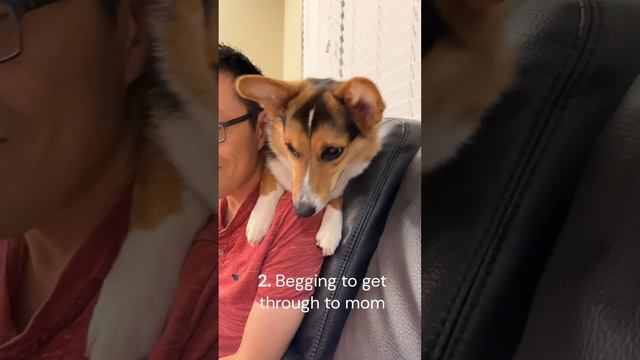 Funny things that my corgi does #puppy #funnydog #cutepuppy #begging