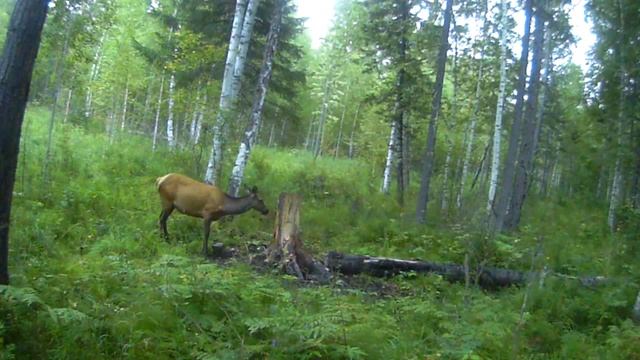 Фото-ловушка *Изюбря на солонце* Медведь тоже любит соль. смотреть онлайн