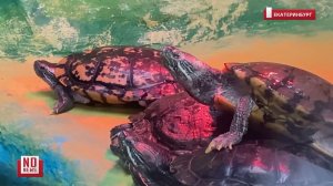 Уральцы везут с курортов экзотов, а потом выкидывают их на улицу