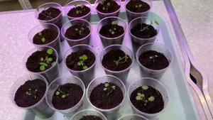 Как пикировать клубнику и землянику. Пересаживаем клубнику и землянику.