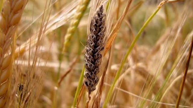 Rust and Smuts Kya Hai ? | Loose Smut of Wheat | Rust of Wheat