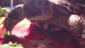 сухопутная черепаха ест