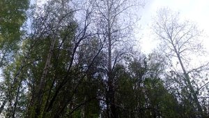 Самая лучшая музыка, которая радует слух и поднимает настроение. Трель соловья.