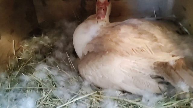 Индоутки. Наша бежевая уточка почти высидела 20 малышей. смотреть онлайн