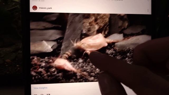 Triops| Species insight: Triops Cancriformis Albino смотреть онлайн