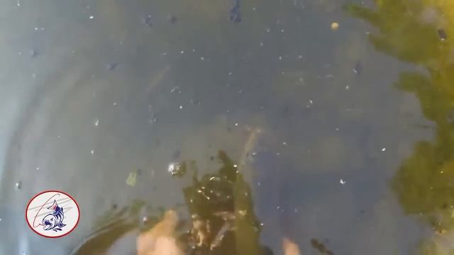 Ловля на удочку на дальний заброс Рыбалка на леща, красноперка, короп, на кормушку 1 смотреть онлайн