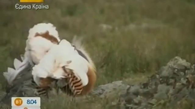 Червона Книга України: Дрохва - Ранок - Інтер смотреть онлайн