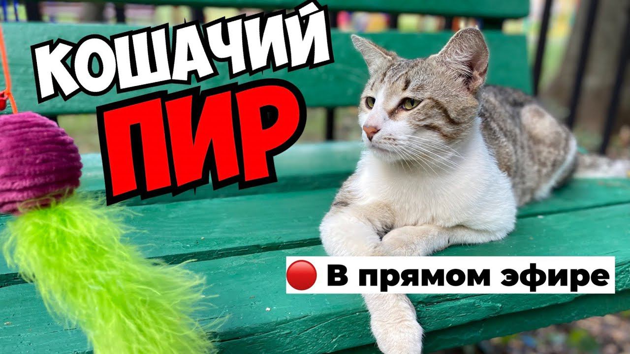 Кошачий пир ❤️В прямом эфире. Продолжение