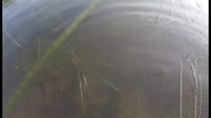 Отчет карповая рыбалка на диком водоеме Московской области 20.08