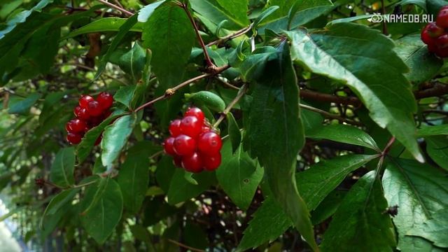 Значение имени Элеонора: карма, характер и судьба смотреть онлайн