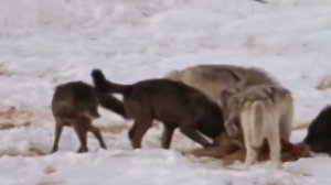 Самая большая стая волков в мире! Друиды – потомки канадских волков