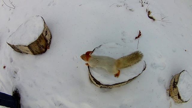 Цирковая белка! смотреть онлайн