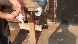 Ощип птицы в стационарных условиях