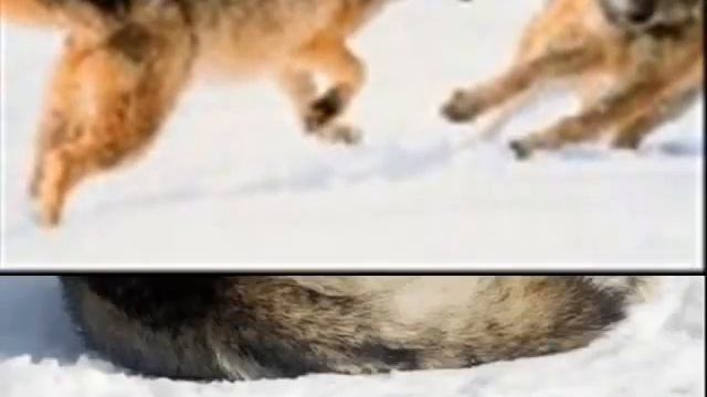 Одинокий волк смотреть онлайн