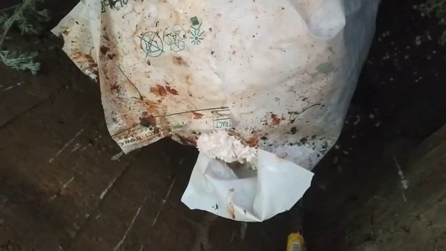 Выращивание грибов вешенка. Можно ли вырастить грибы без света?
