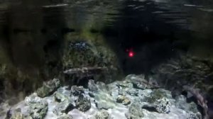 Океанариум в Питере