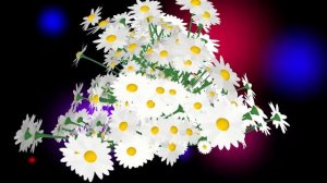 ТАНЦУЮЩИЕ ЦВЕТЫ: Шикарный букет ромашек на волшебном фоне