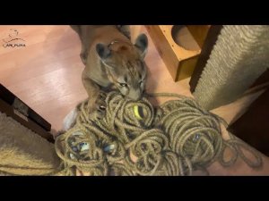 Игрушки у пум бывают разные. Месси играет с канатом.