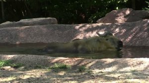 Sichuan takin takes a swim at the Saint Louis Zoo