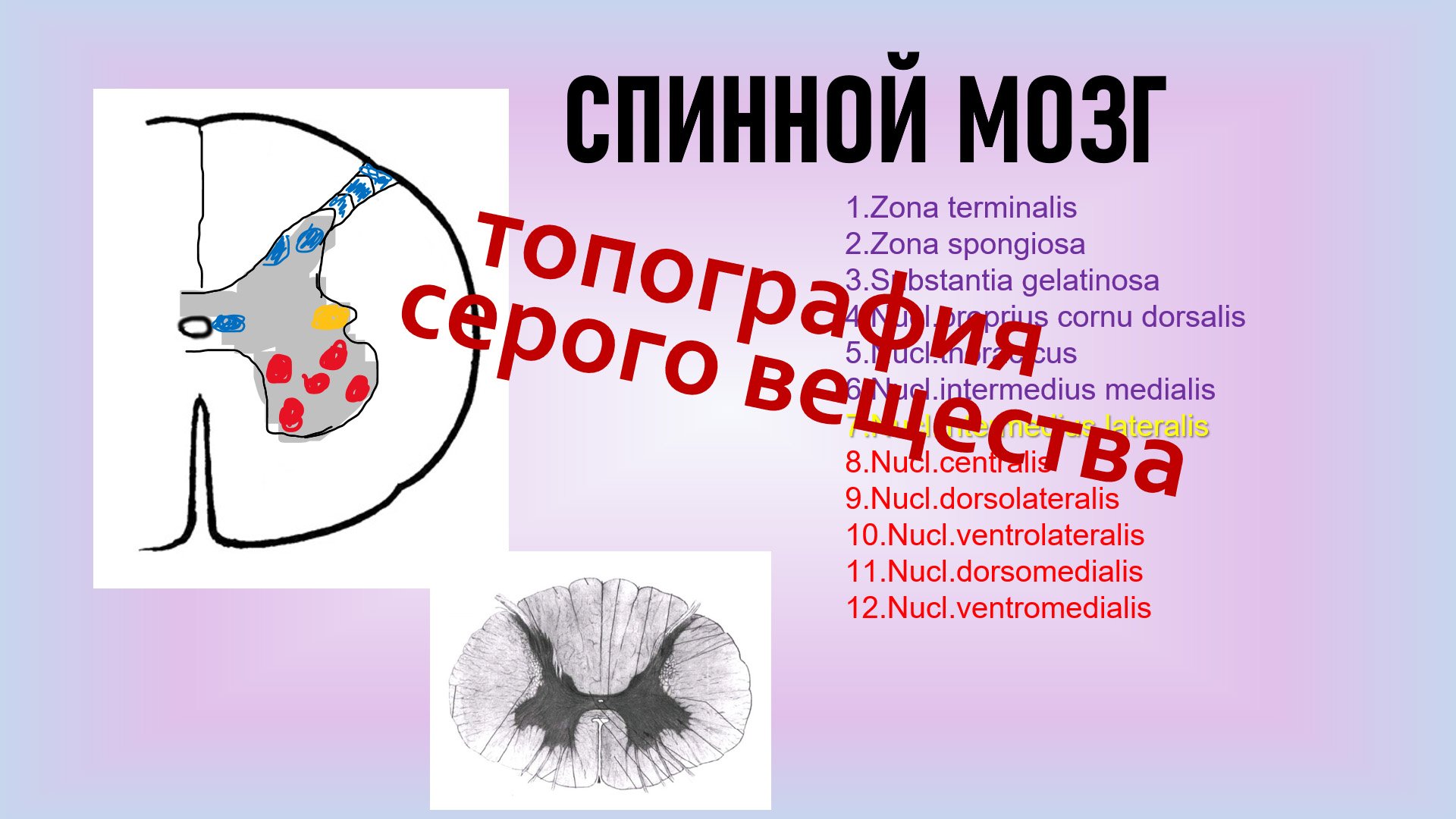 Серое вещество спинного мозга. Строение и топография