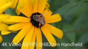 Telephoto Macro 4K Video with Panasonic Lumix G9 and 100-300mm