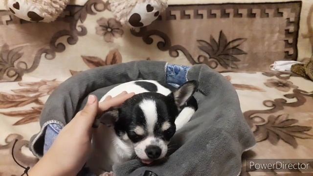 Гриндер для собак Tenberg Vortex Black: Мой обзор ? смотреть онлайн