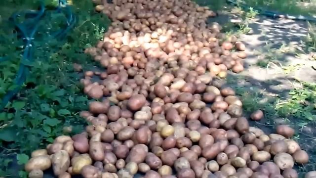 картофель мой урожай смотреть онлайн