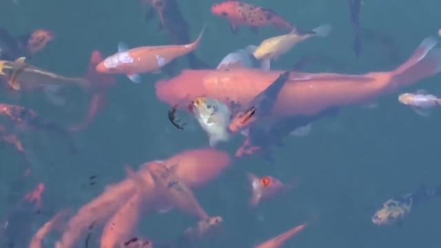 Why can't fish breathe on land? смотреть онлайн