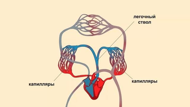 Малый круг кровообращения