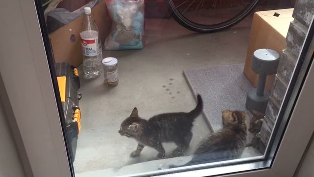 котятки резвятся) смотреть онлайн