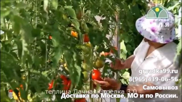 Теплица Стрелка 3,0 от Грядка99 смотреть онлайн