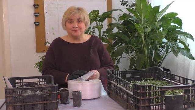 ПРОВЕРЕННЫЙ Годами Способ ПИКИРОВКИ Томатов. Садим-сеем. Мой опыт.