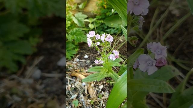 Chinese Forget Me Not (Cynoglossum 'Mystery Rose')