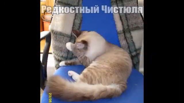 Памяти моего Невского Маскарадного котика ?? смотреть онлайн