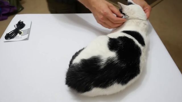 ПОЛЕЗНЫЕ ГАДЖЕТЫ ДЛЯ ДОМАШНИХ ПИТОМЦЕВ
