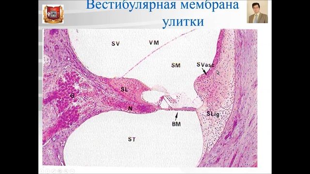 Лекция № 12. Органы чувств - 2: орган слуха и равновесия. Лекция по гистологии.