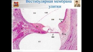 Лекция № 12. Органы чувств - 2: орган слуха и равновесия. Лекция по гистологии.