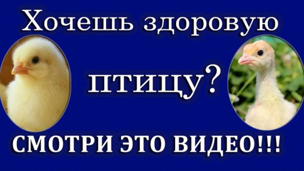 ЧЕМ И КАК  ПРОПАИВАЕМ ИНДЮШАТ И  БРОЙЛЕРА, ЧТО ОНИ ТАК БЫСТРО РАСТУТ