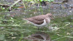 Кулик перевозчик, птица семейства бекасовые, Tattler