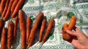 ?Хороший урожай МОРКОВИ 2020г. (уборка,сорта моркови)?