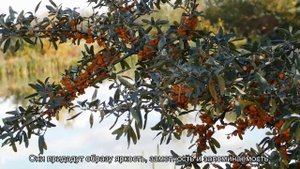 Значение имени Вера. Толкование, судьба, характер