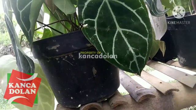 Anthurium Kuping Gajah | Harga Terbaru Tanaman Hias 2020 смотреть онлайн