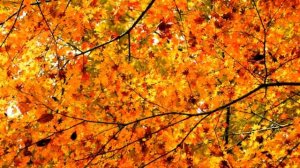 Производство Топлива из опавших листьев как бизнес идея | Осенний бизнес