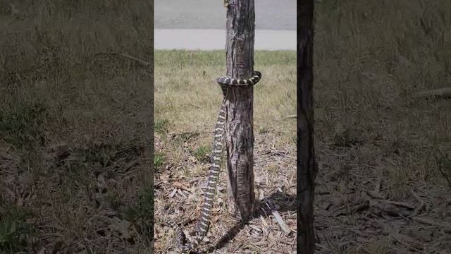 Downright amazing watching Hades the carpet python climb a tree.