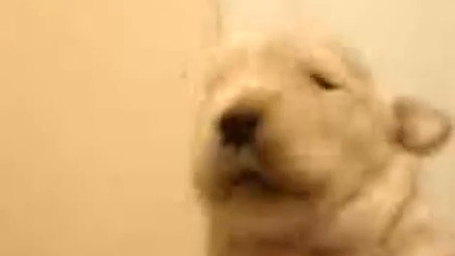 Хочу такого щенка смотреть онлайн